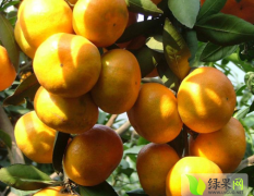 2014丹江口柑橘今年价格有看点