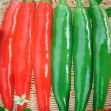 鹿邑宋河周7月美人椒辣椒