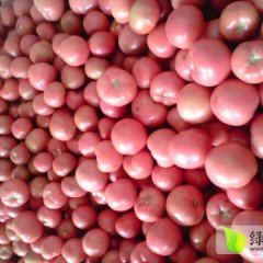 河南延津巴萨、粉百利西红柿上货量大