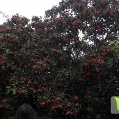 夏津山楂产销两旺,苏留牟雪静诚信合作