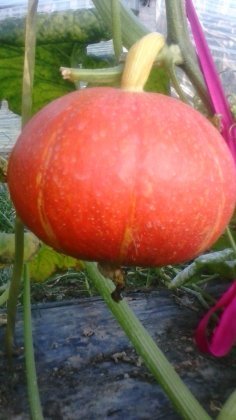 禹城南瓜著名品牌,开发王合心诚信合作