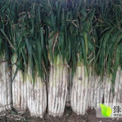 山东昌邑长白大葱聚焦市场