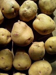 围场土豆价格适宜,克勒刘树军诚信合作