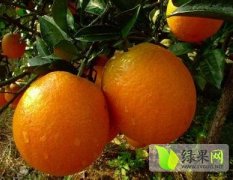 袁州柑橘类名优产品彬江郭永健诚信合作