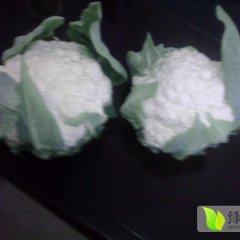 新野城郊喻会杰10月津雪88菜花