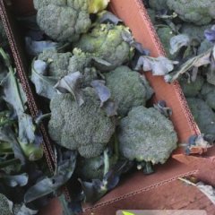 新野城郊喻会杰10月绿秀西兰花