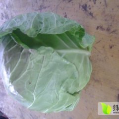 新野甘蓝营养丰富,城郊喻会杰诚信合作