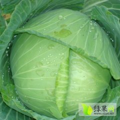 2014华县甘蓝走过路过不要错过