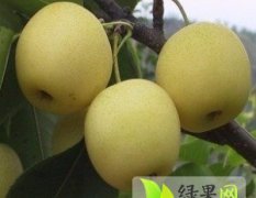 陕西大荔中华玉梨早买早赚