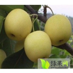 陕西大荔中华玉梨早买早赚