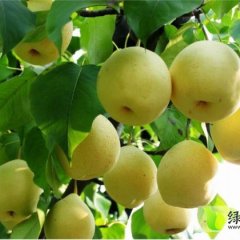 大荔梨随行就市,高明严强诚信合作