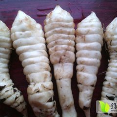 清丰地参虫草参