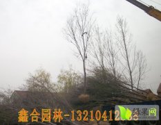 山东惠民12公分榆树绿化苗木逐渐升温