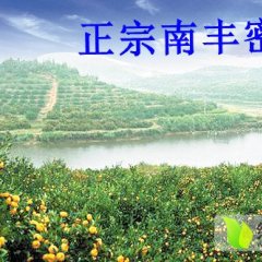 长宁柑橘香甜可口,古北付先生诚信合作