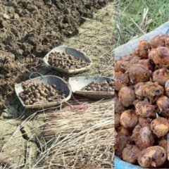 广西荔浦新鲜荸荠 自产自销