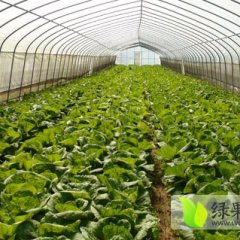 甘肃金川娃娃菜小白菜假一赔十