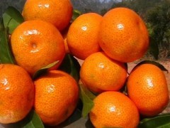 2014增城沙糖桔再不来就没机会了！