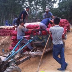 2014苍山洋葱今年价格有看点