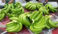 云南金平河口香蕉著名品种