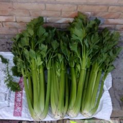 原州加州王芹菜