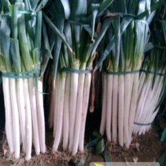 山东大葱何去何从,供应张浩诚信合作