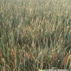 莱城大葱已大量上市 质量好 上货量大