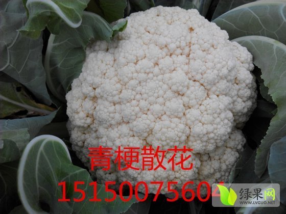 2014年江苏铜山白面青梗松花菜价格