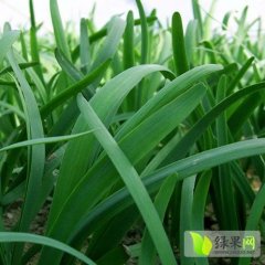 河南那里有大量韭菜基地地河南滑县供应优质韭菜