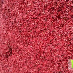 2014金乡三樱椒大量上市，抓住商机无限。