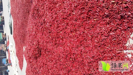 2014年山东金乡三樱椒价格