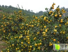 石门新关熊辉平10月桔子统果罐头果柑橘