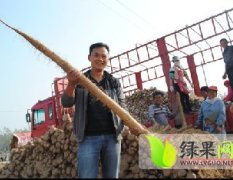 民權(quán)王橋底燕歸8月商丘山藥