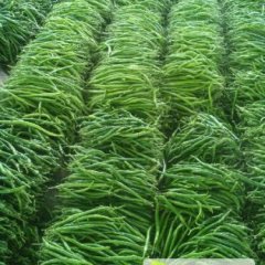 费县辣椒逐渐升温,薛庄英风强诚信合作