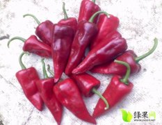 山西北京红辣椒大量上市 质量保证