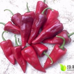山西北京红辣椒大量上市 质量保证
