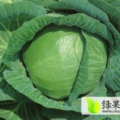 沛县河口镇孟庄乡王宪锋供应好春玉甘蓝