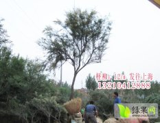 山东惠民12公分柽柳绿化苗木上货量大