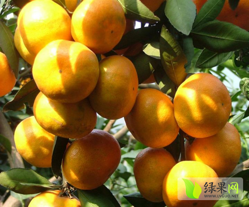 2014年湖北丹江口玉皇顶蜜桔价格