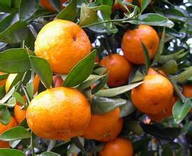 广西鹿寨沙糖桔是名优特产