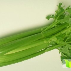 平度芹菜火爆招商中,马戈于先生诚信合作