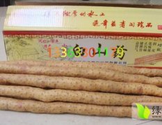 2014安平小白嘴白山药价格合理质量好欢迎合作