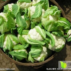 三原鲁桥老苏10月雪玲二菜花