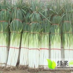 章丘大葱名优产品,徐家‘张女士诚信合作