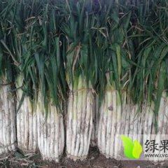 沾化大葱随行就市,205国王龙诚信合作