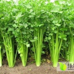 惠民清河李先生10月美国西芹芹菜