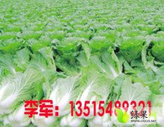 2014肥城白菜再不来就没机会了！