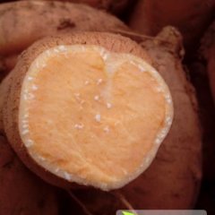 雁江红薯早买早赚,保和陈慧群诚信合作