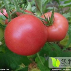 2014泗水西红柿再不来就没机会了！