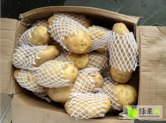 2014年山东平度荷兰十五价格