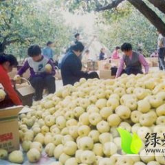 大荔梨价格适宜,范家李永强诚信合作